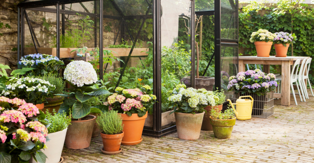 Pottenborder vol hortensia's: een kleurrijke aanvulling op jouw tuin