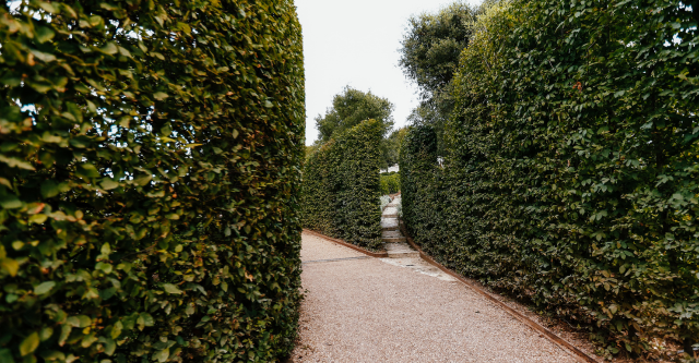 Hoe snoei je de Taxus Baccata voor een strakke, gezonde haag?