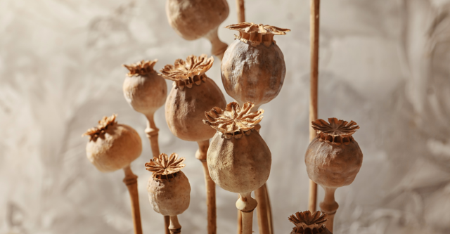 Papaver: de betoverende bloem voor jouw interieur